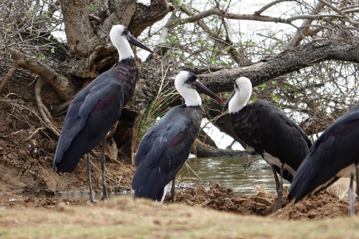 Cigogne à pattes noires - ML640376397