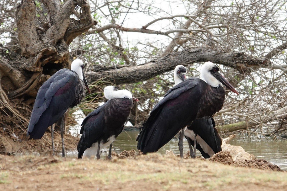 Cigogne à pattes noires - ML640376398