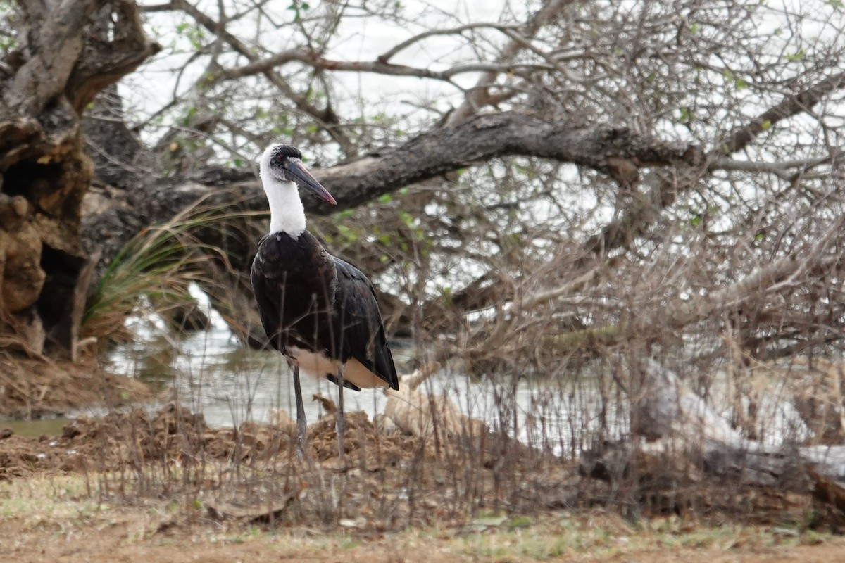Cigogne à pattes noires - ML640376399