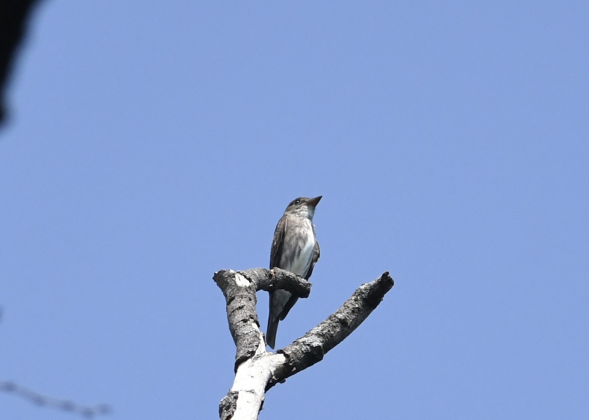 Pibí Boreal - ML640376417