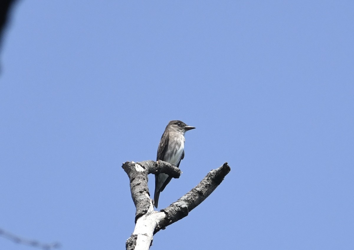 Pibí Boreal - ML640376418