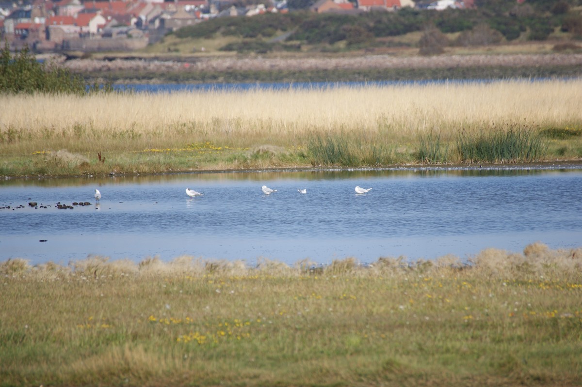 Black-headed Gull - ML640376443