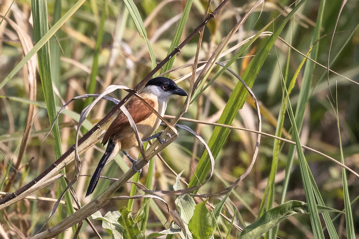 Marsh Tchagra (Anchieta's) - ML640376464