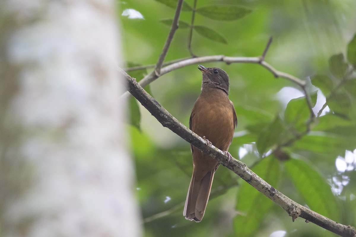 Rufous Flycatcher-Thrush - ML640376526
