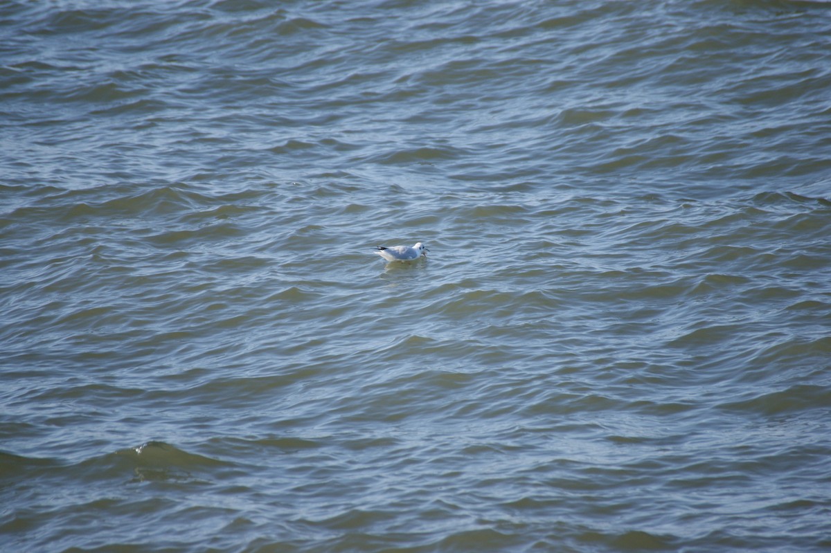 Black-headed Gull - ML640376679