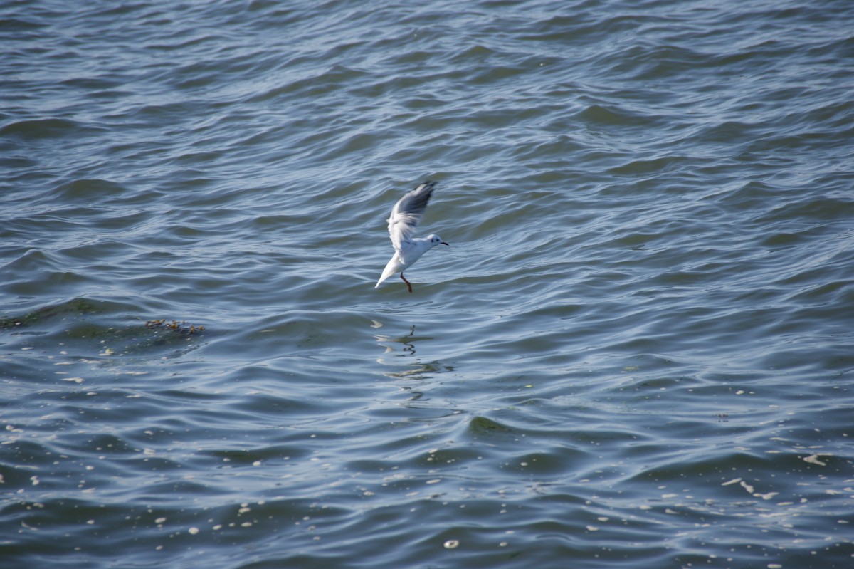 Black-headed Gull - ML640376685
