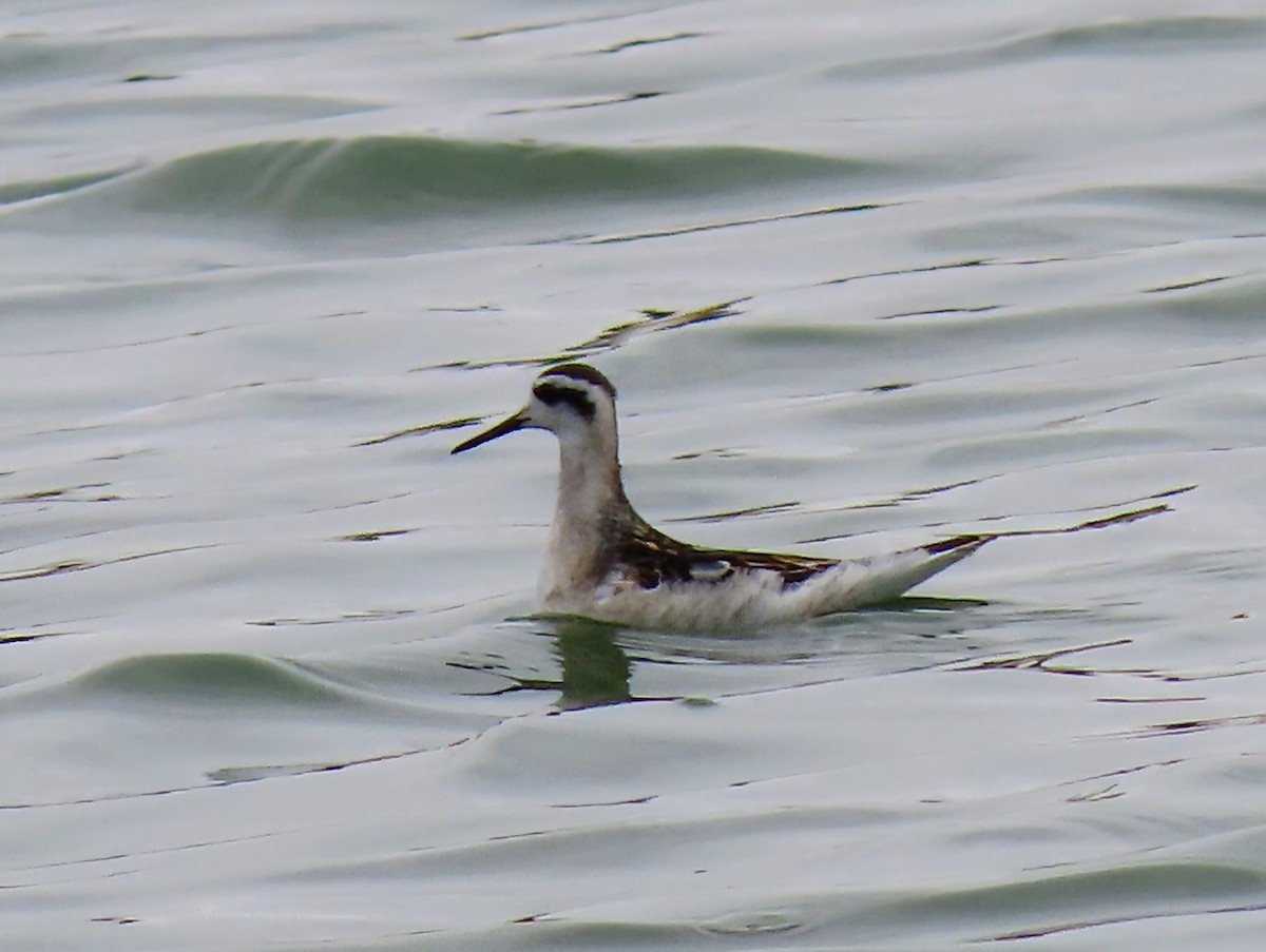 Red-necked Phalarope - ML640376686