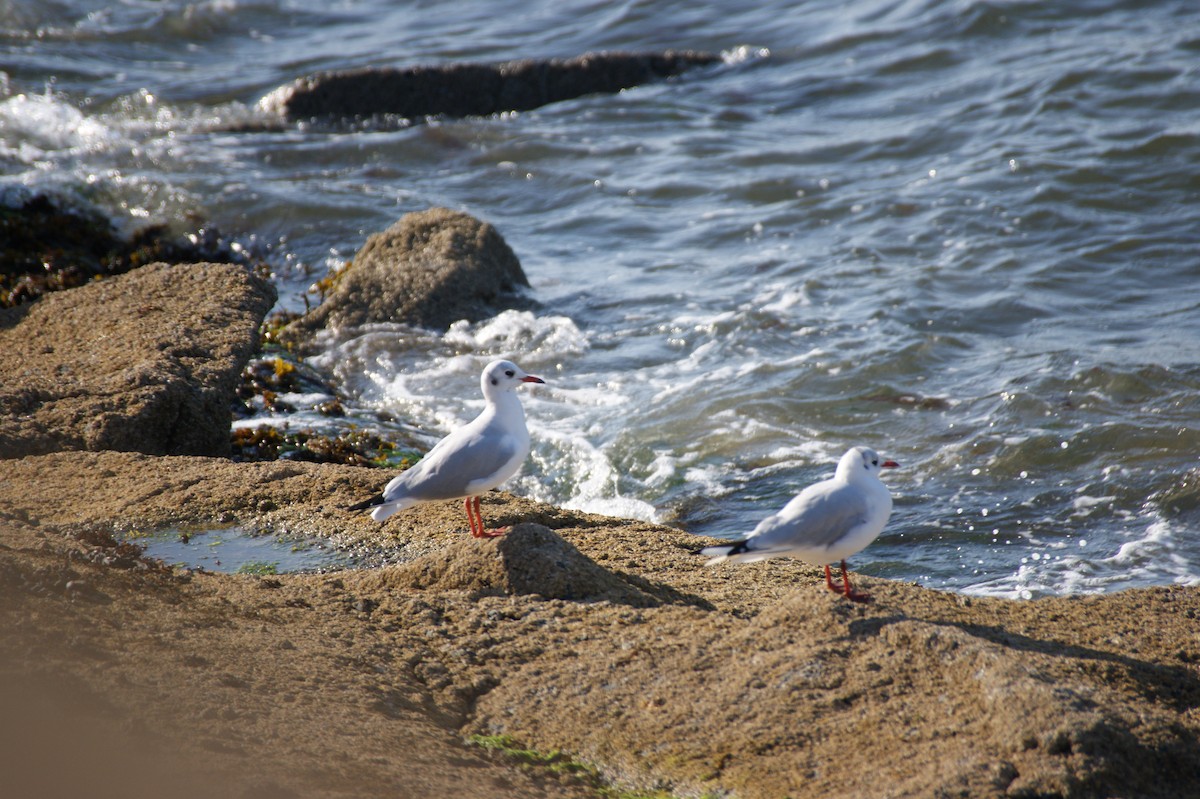 Black-headed Gull - ML640376690