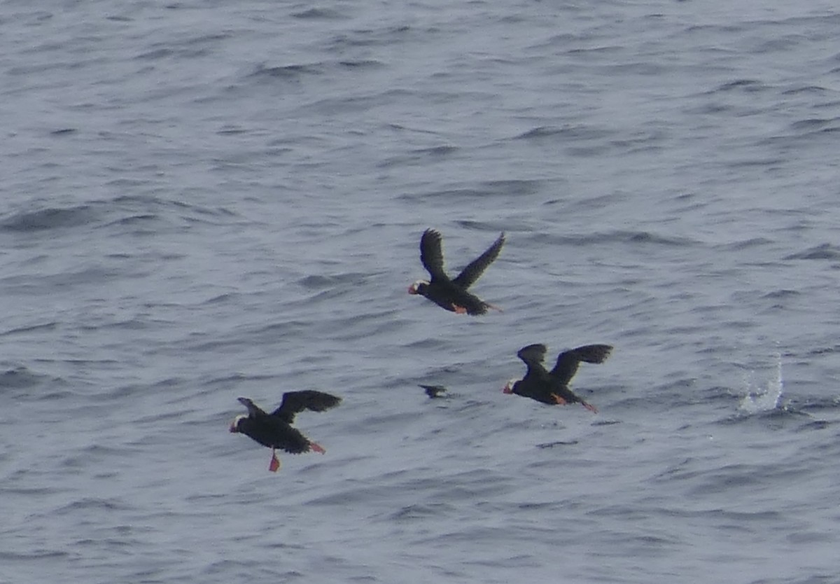 Tufted Puffin - ML640376717