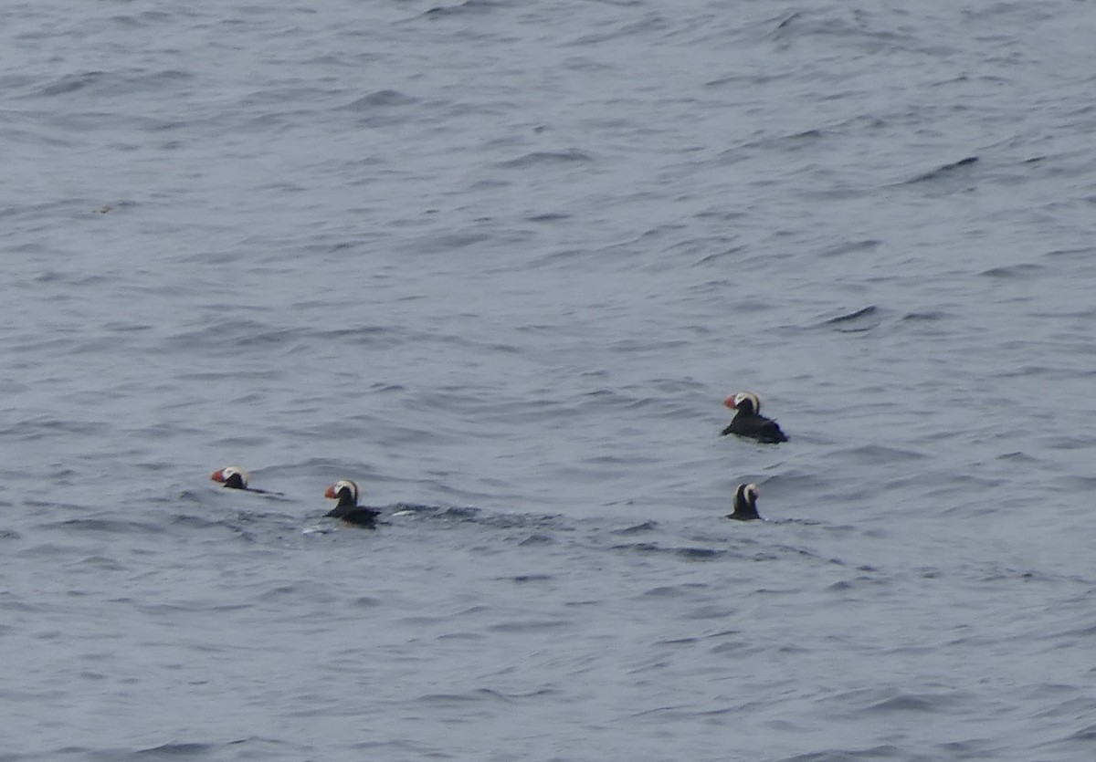 Tufted Puffin - ML640376718