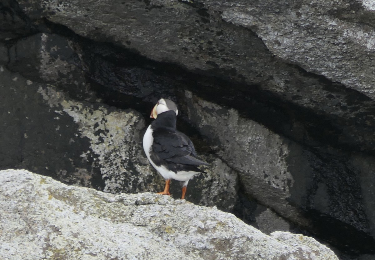 Horned Puffin - ML640376735