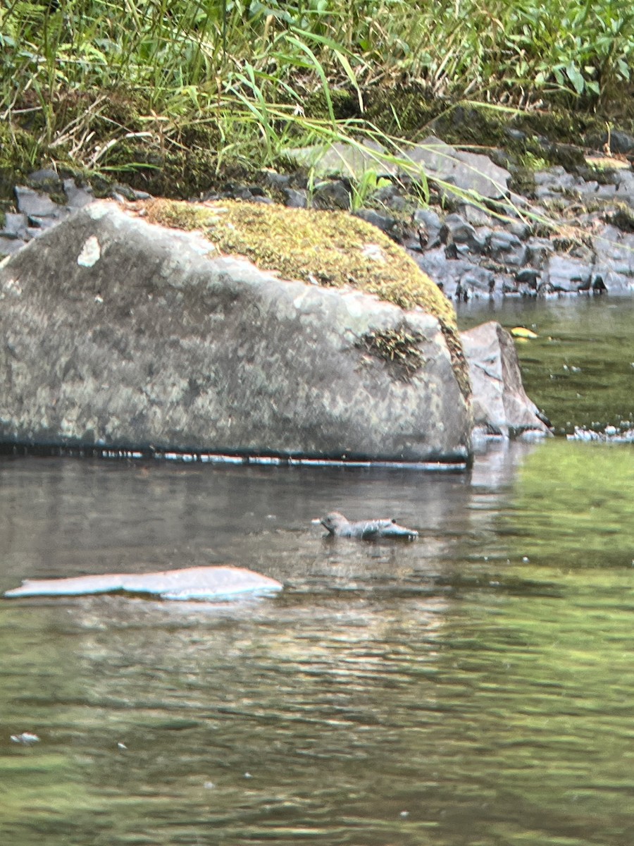 American Dipper - ML640376767