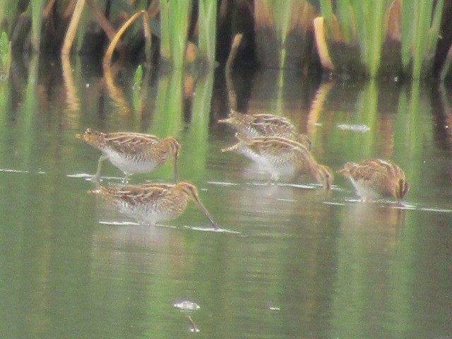 Common Snipe - ML640376768