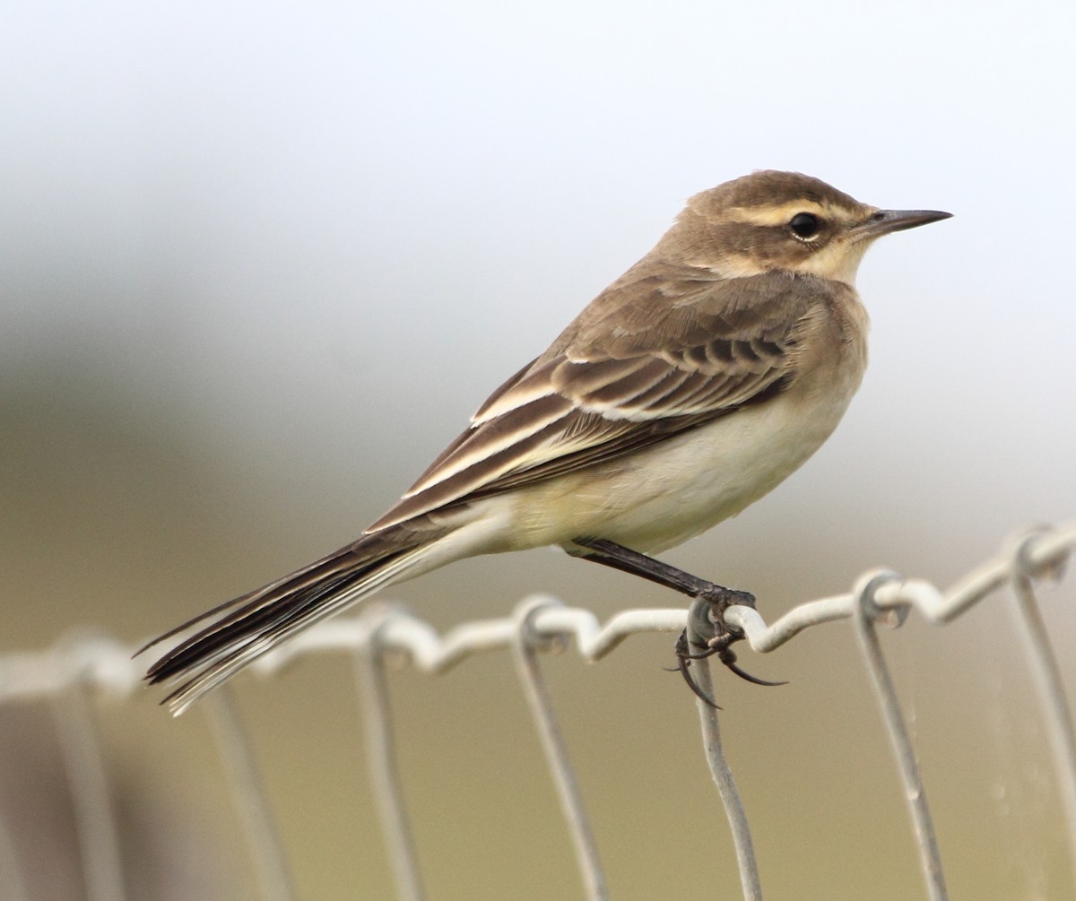 Bergeronnette printanière (iberiae/cinereocapilla/pygmaea) - ML640376776