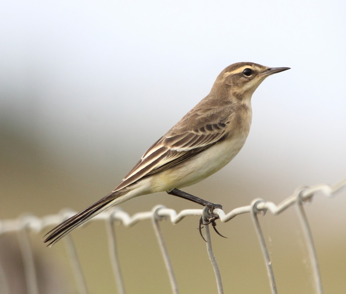 Bergeronnette printanière (iberiae/cinereocapilla/pygmaea) - ML640376778
