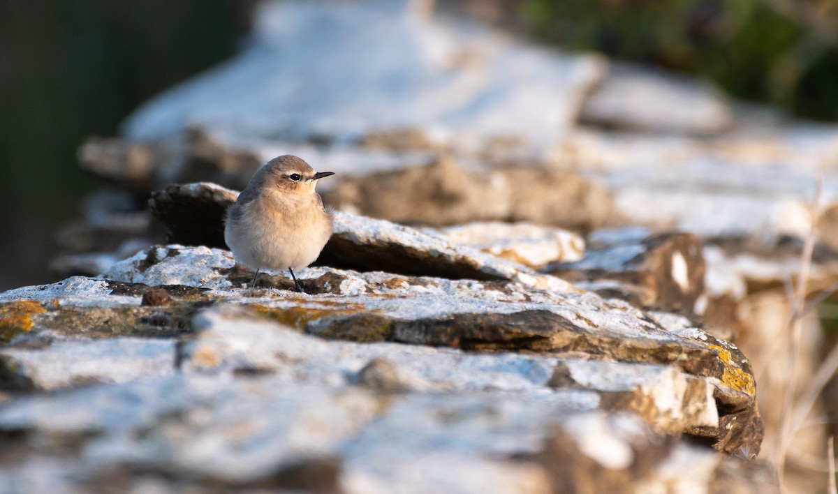 Northern Wheatear - ML640376822