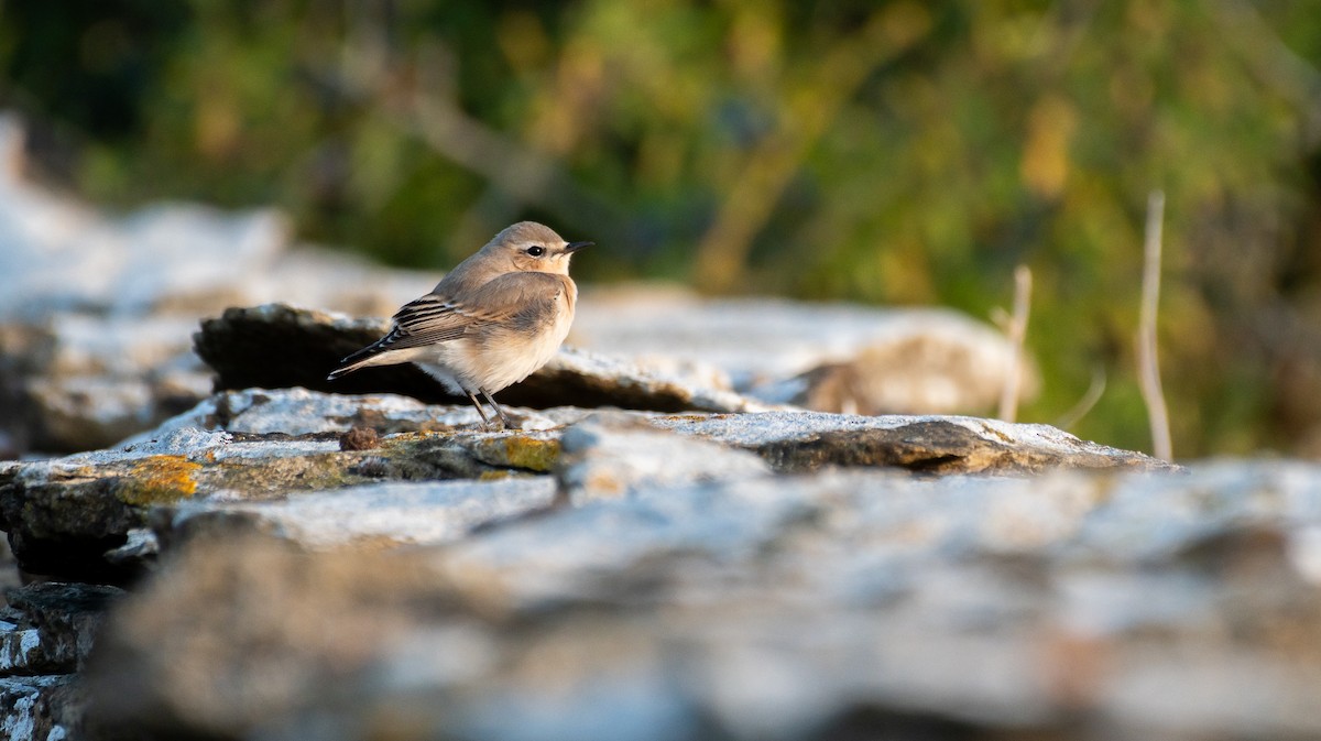 Northern Wheatear - ML640376823