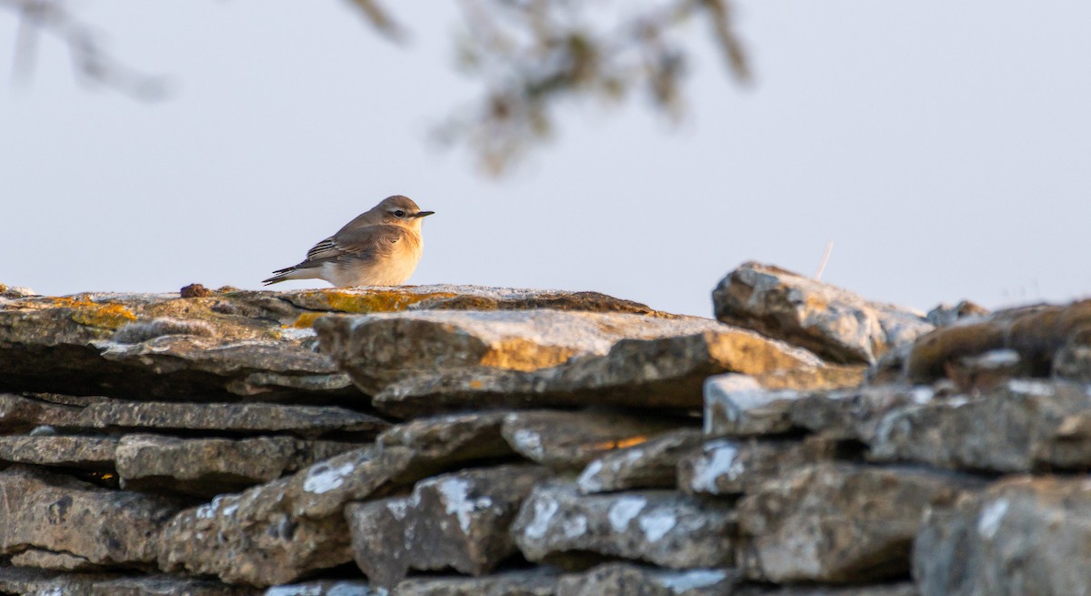 Northern Wheatear - ML640376824