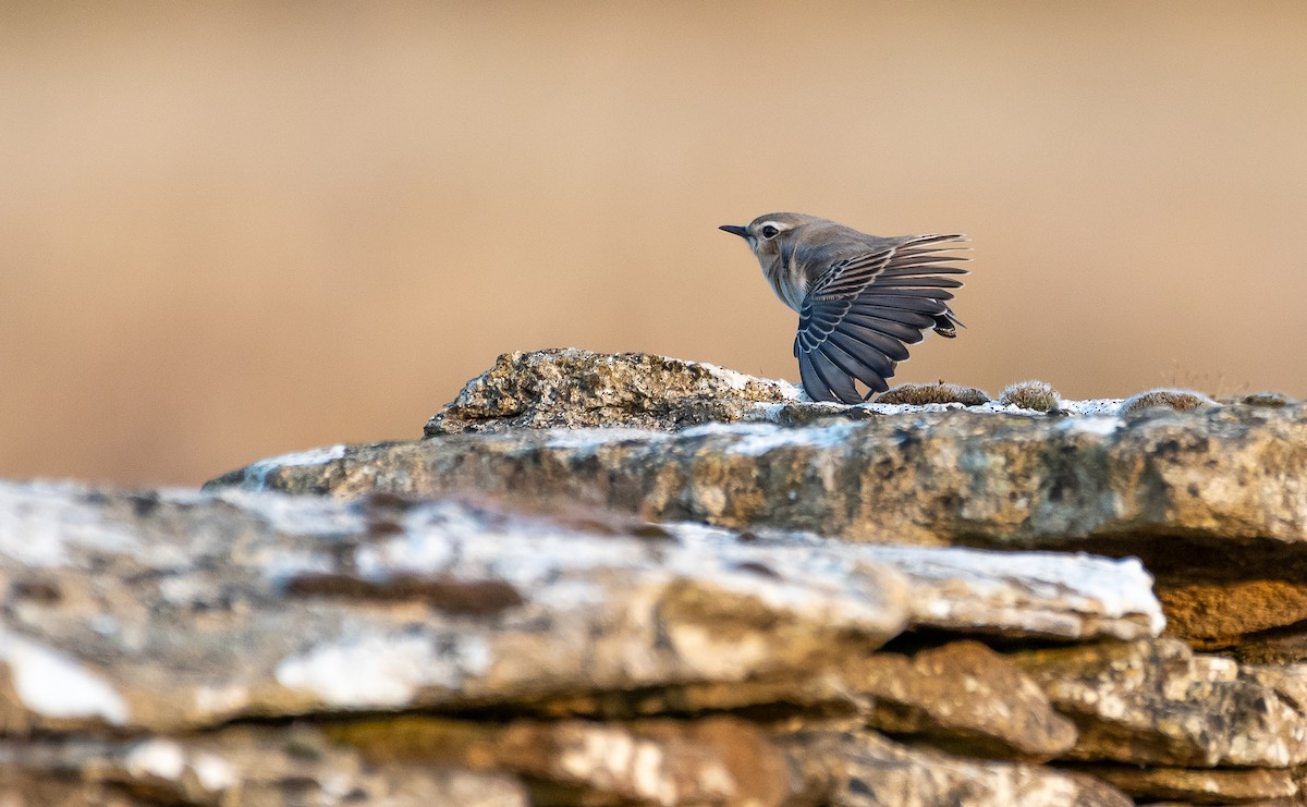 Northern Wheatear - ML640376825