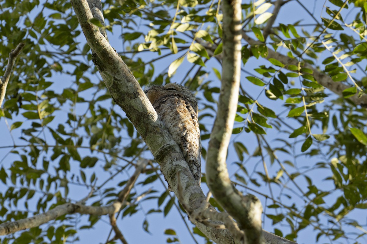 Great Potoo - ML640376835