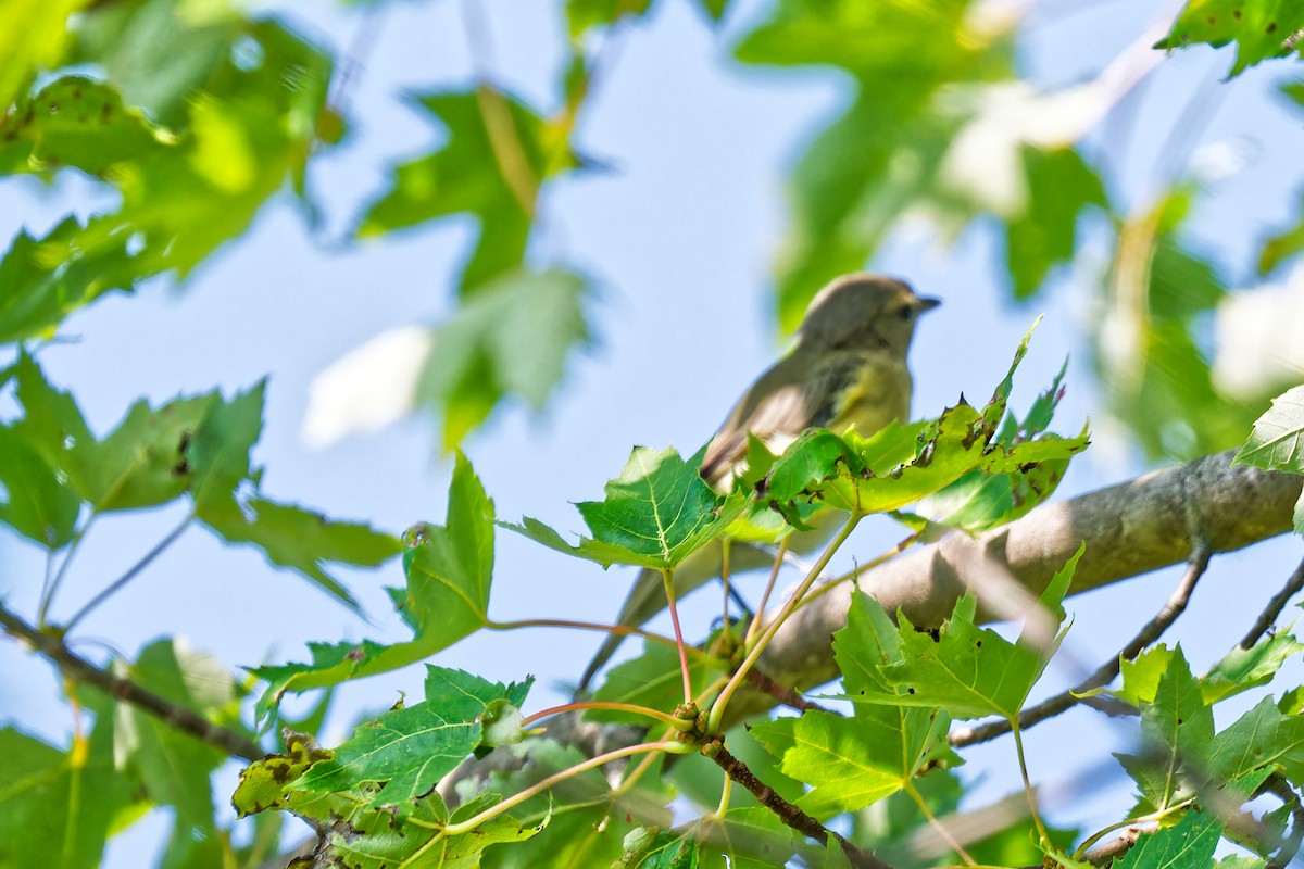 Philadelphia Vireo - ML640376852