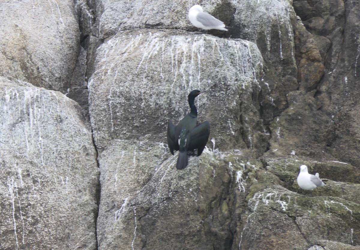 Red-faced Cormorant - ML640376853