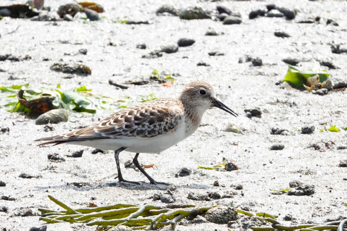 Gambecchio di Baird - ML640376866