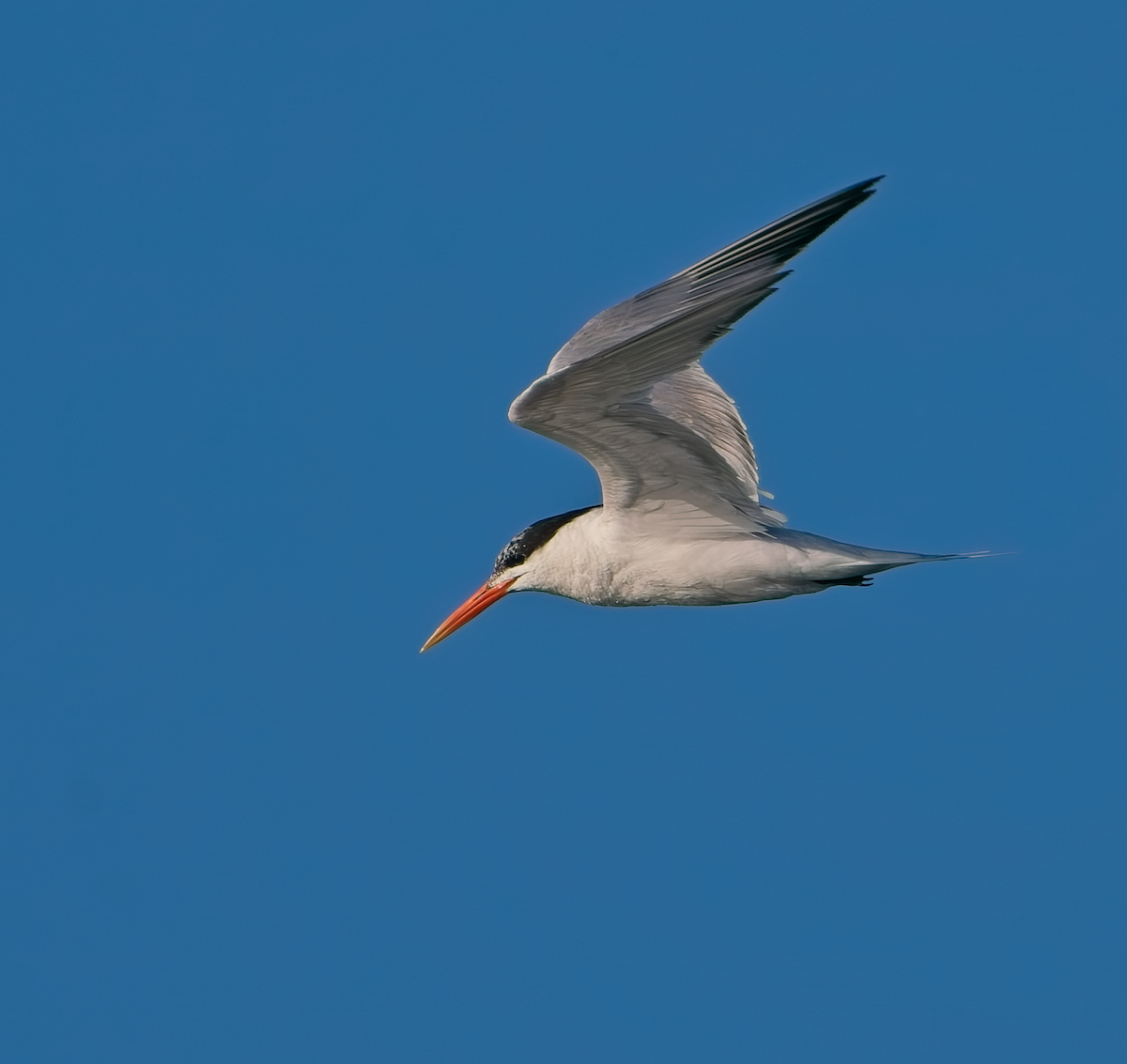 Elegant Tern - ML640376885