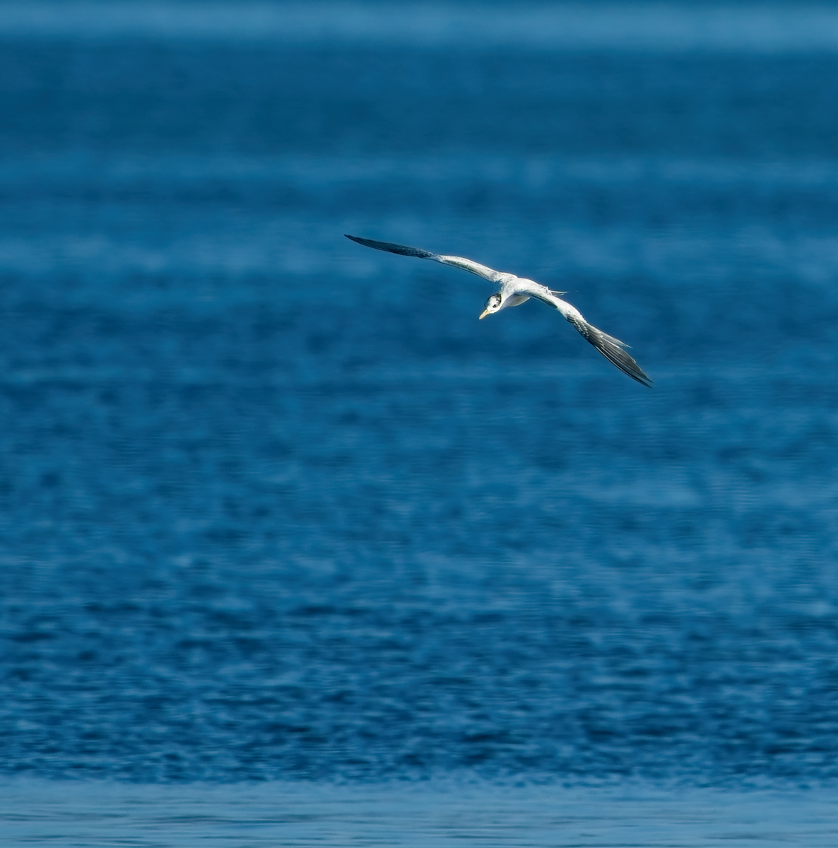 Elegant Tern - ML640376886