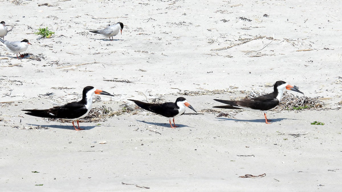 Black Skimmer - ML640376888