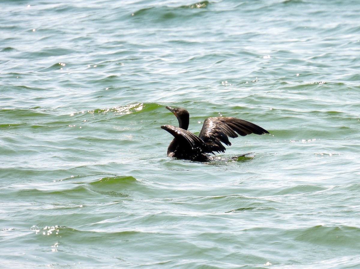 Double-crested Cormorant - ML640376907