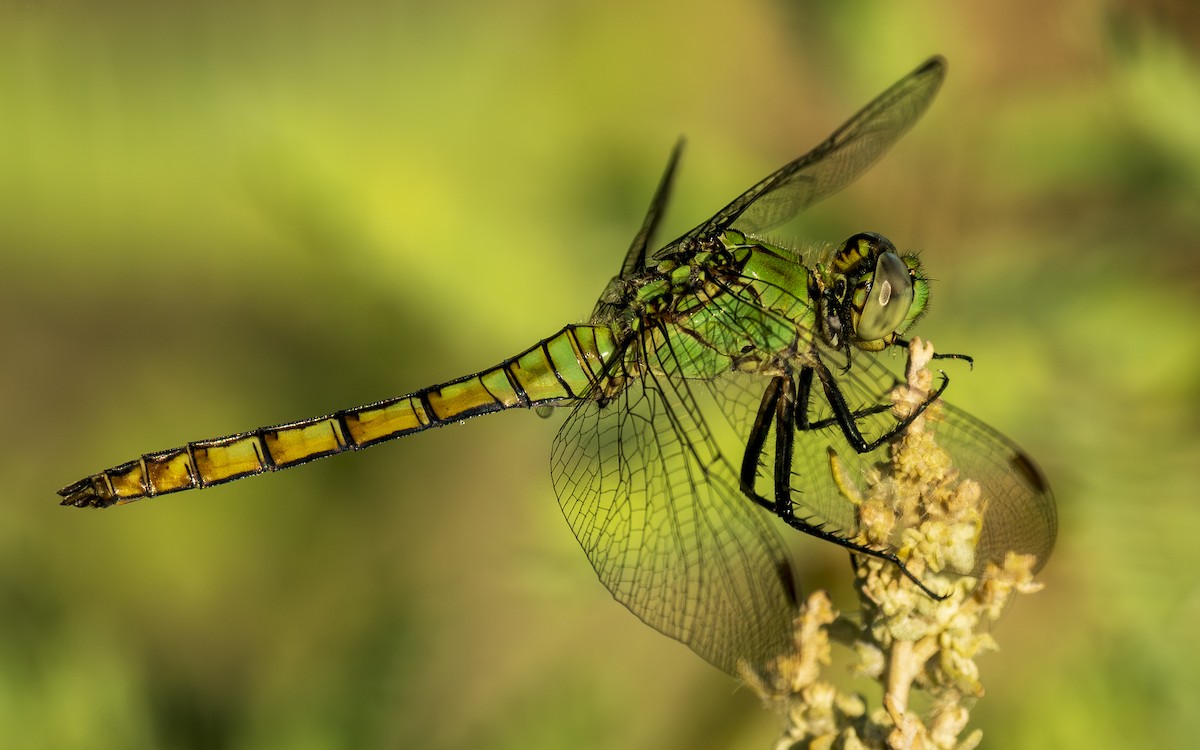 Western Pondhawk - ML640376926