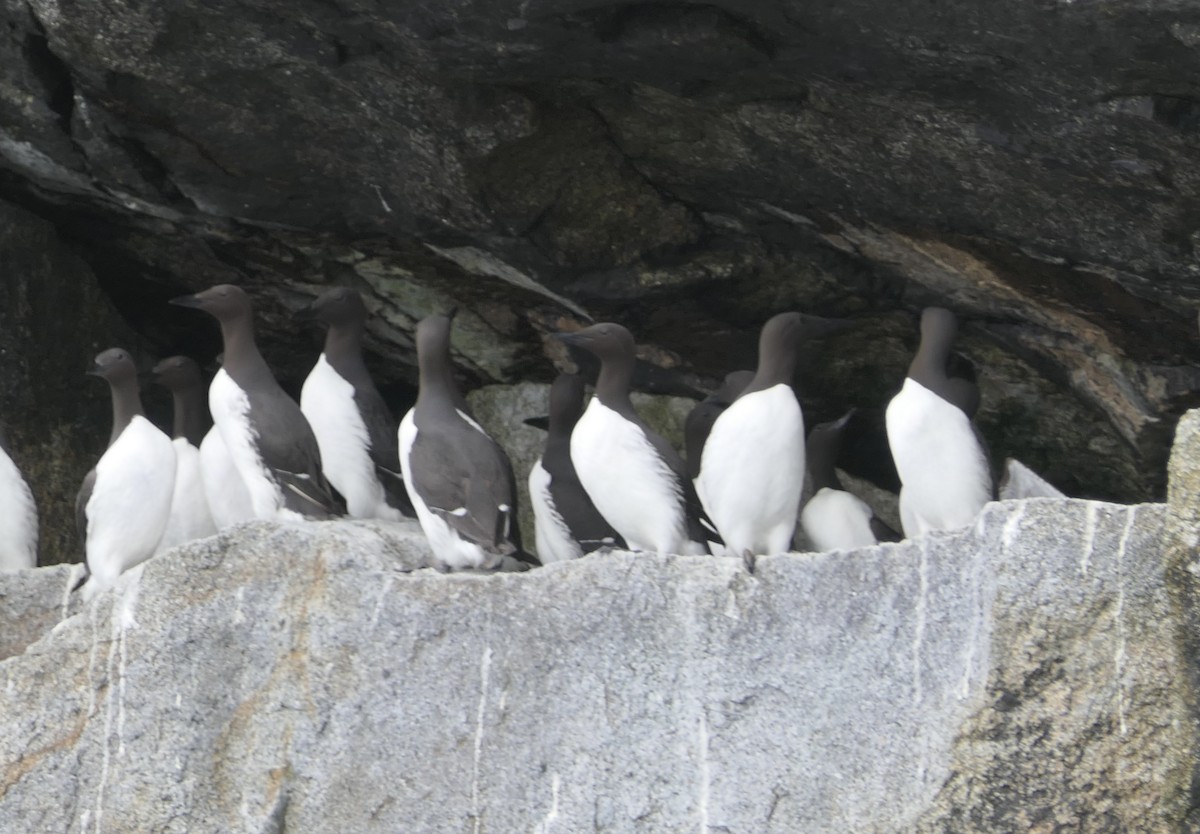 Common Murre - ML640376935