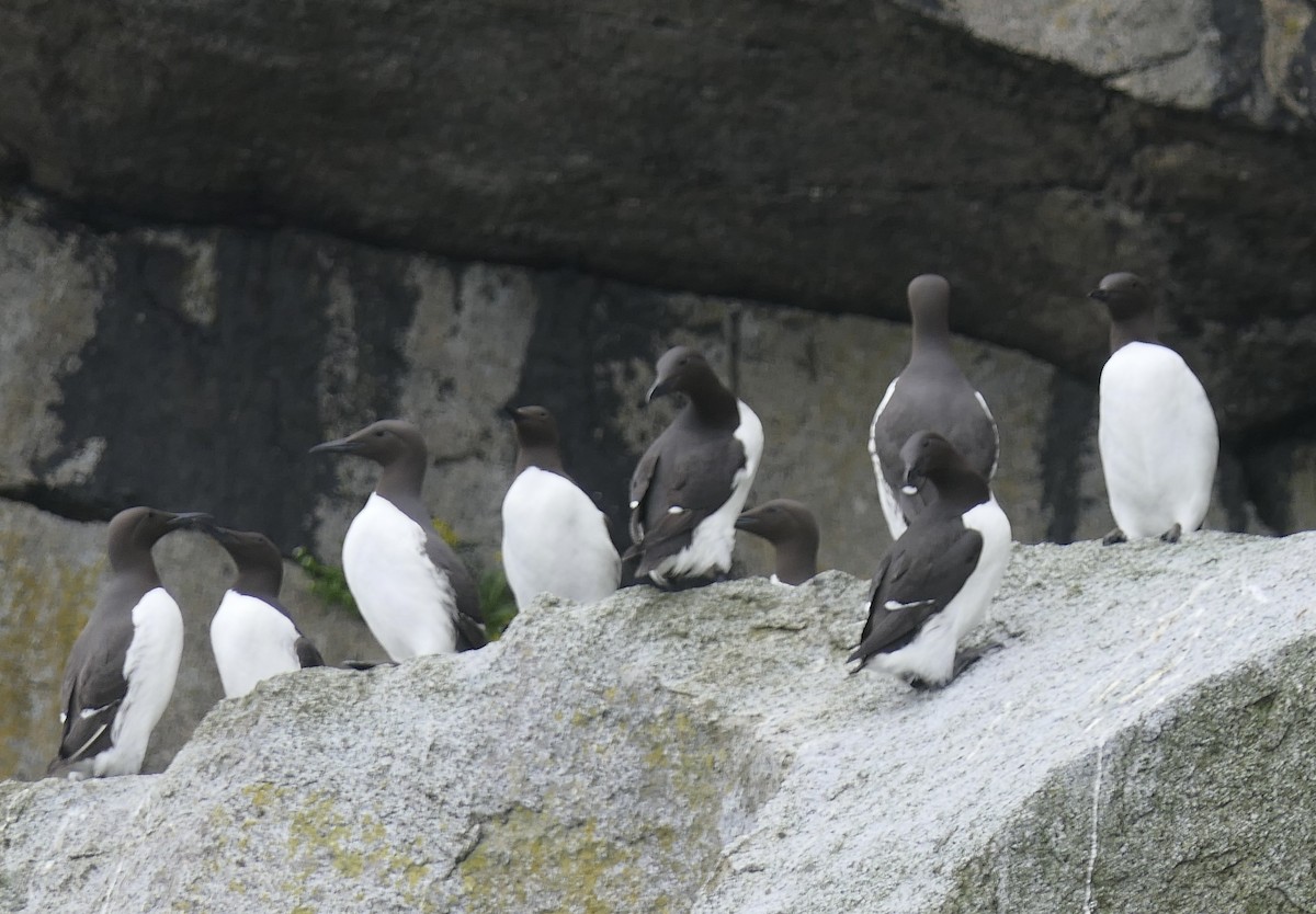 Common Murre - ML640376936