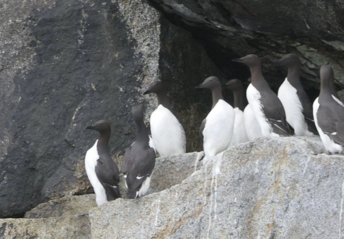 Common Murre - ML640376937