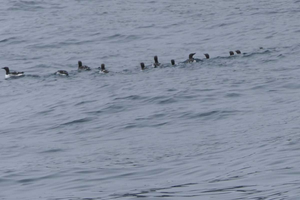 Common Murre - ML640376938
