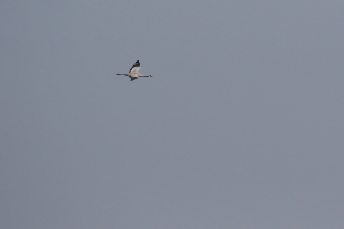 Common Crane - ML640376969