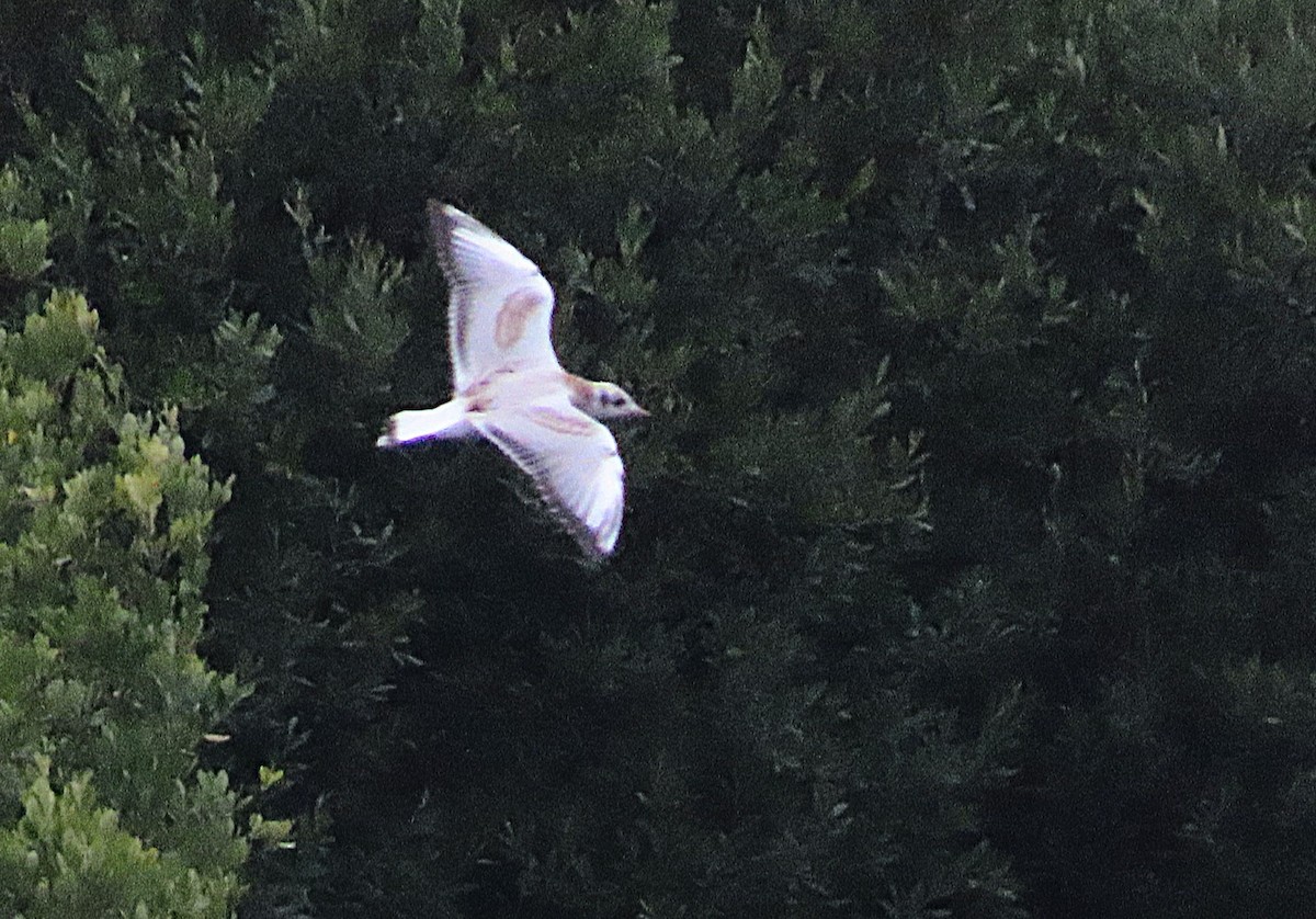 Black-headed Gull - ML640376971