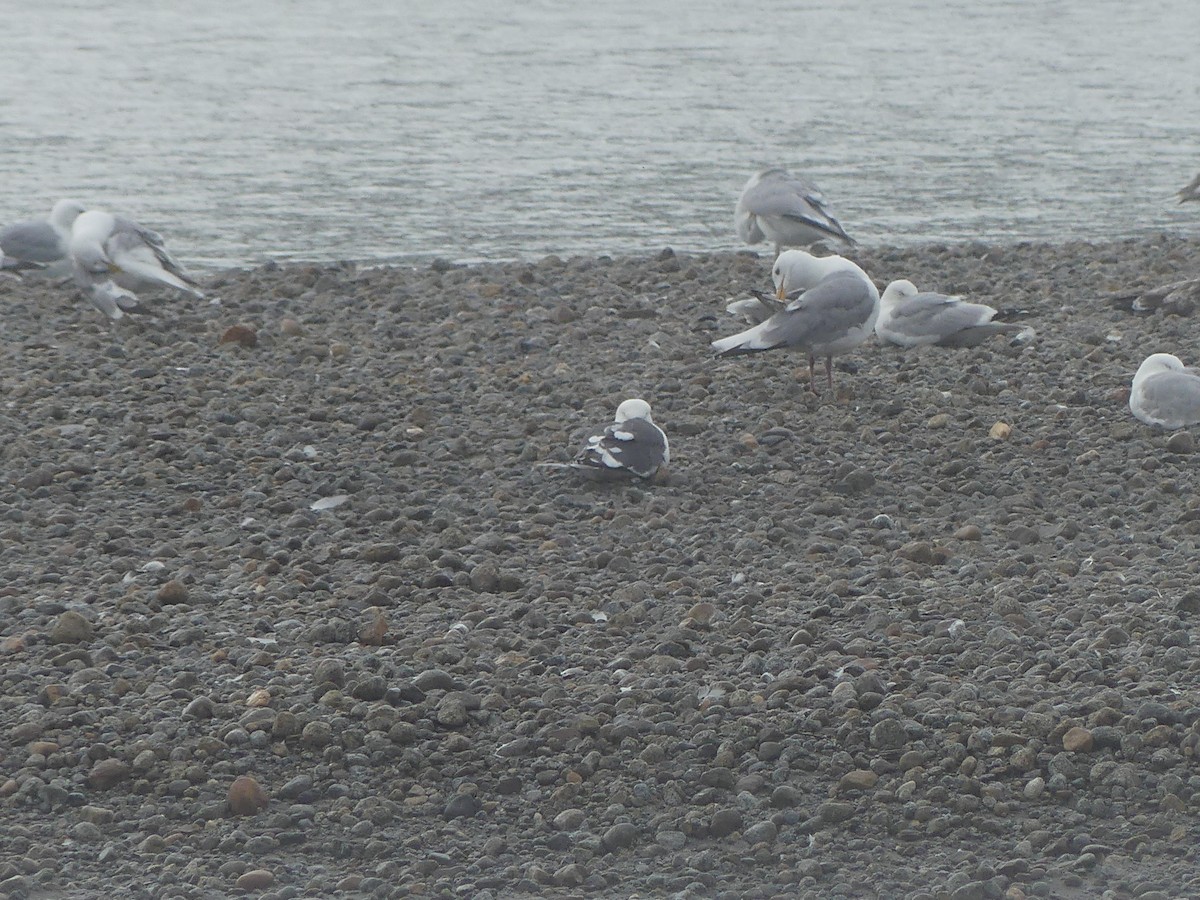 Slaty-backed Gull - ML640376977