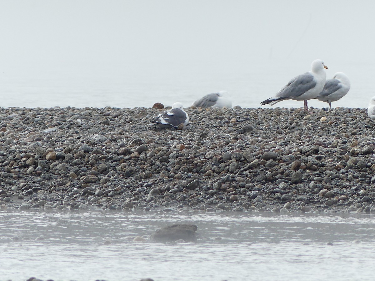 Slaty-backed Gull - ML640376978