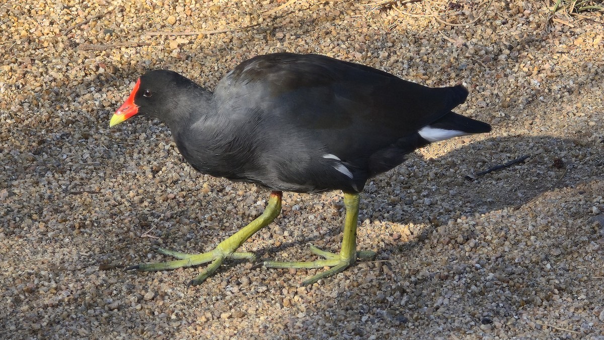 Gallineta Americana - ML640376993