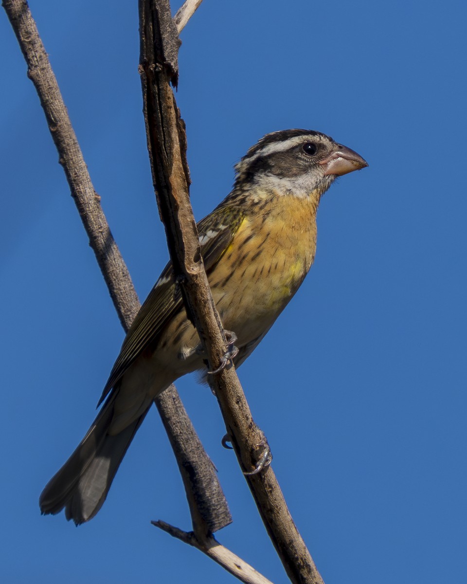 Black-headed Grosbeak - ML640376994