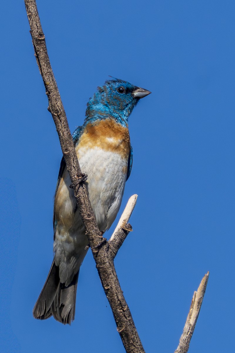 papežík lazurový - ML640377003