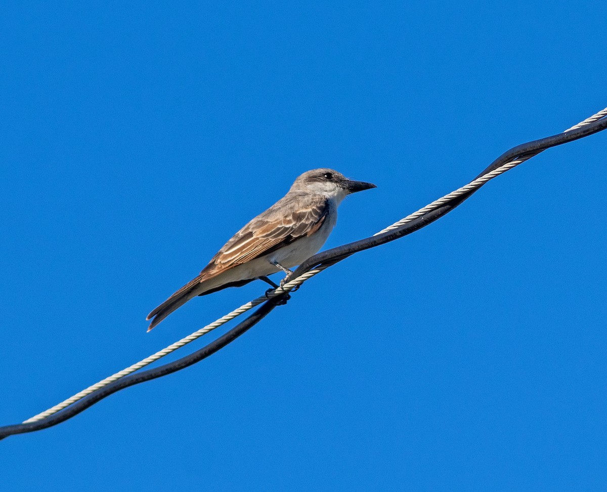 Gray Kingbird - ML640377036