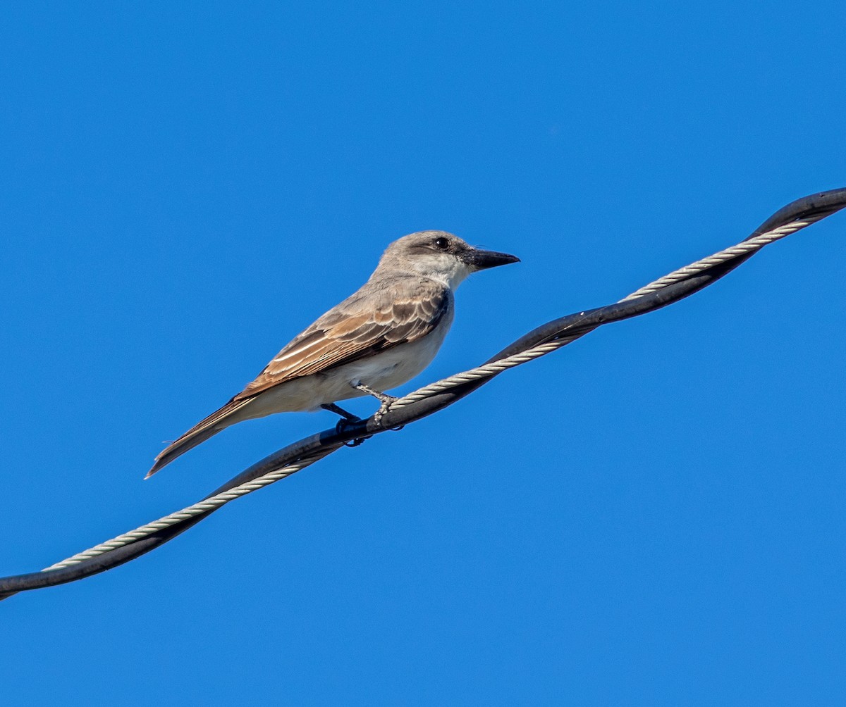 Gray Kingbird - ML640377041
