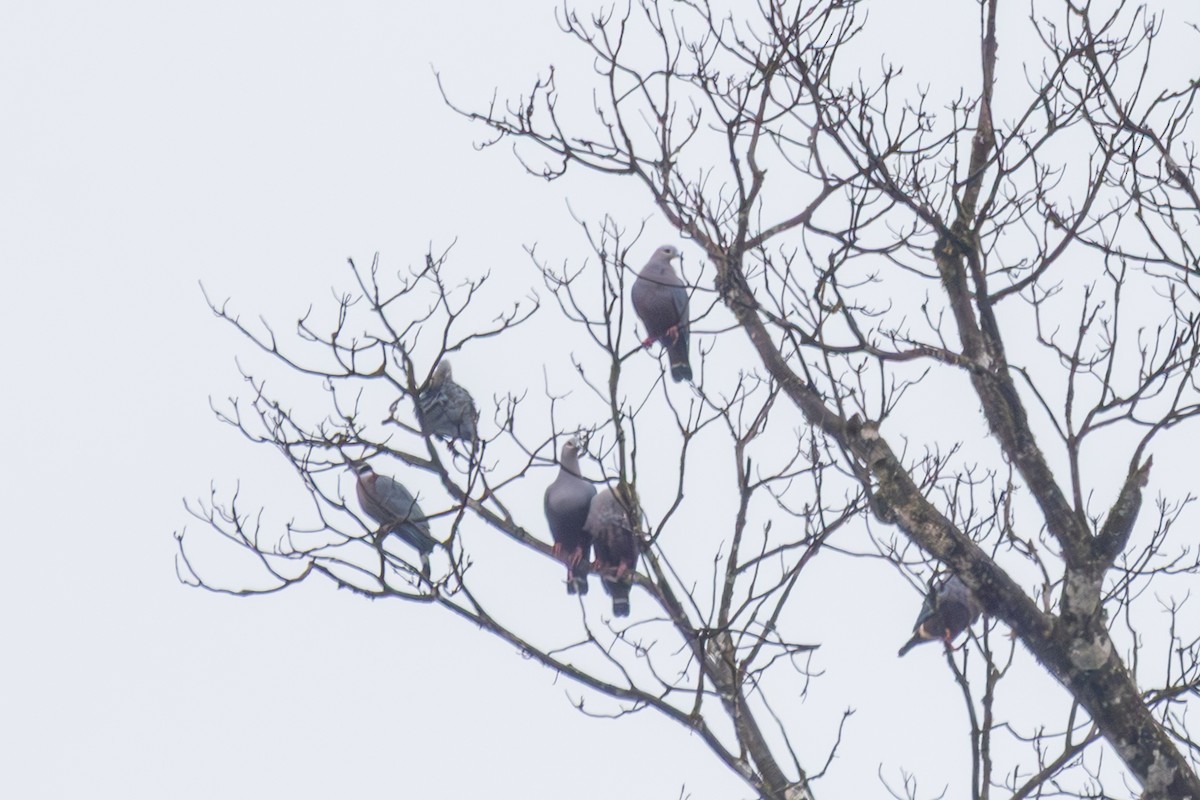 Pinon's Imperial-Pigeon (Gray-headed) - ML640377057