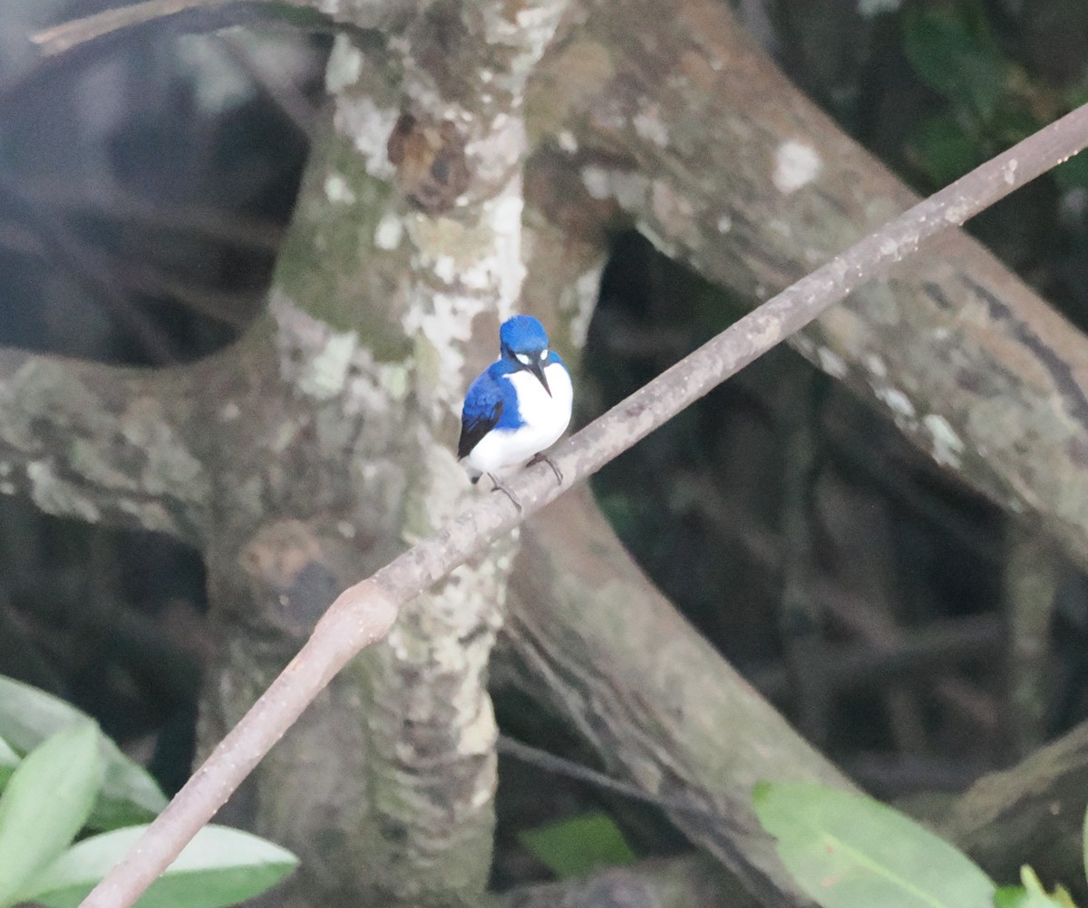 Little Kingfisher - ML640377065