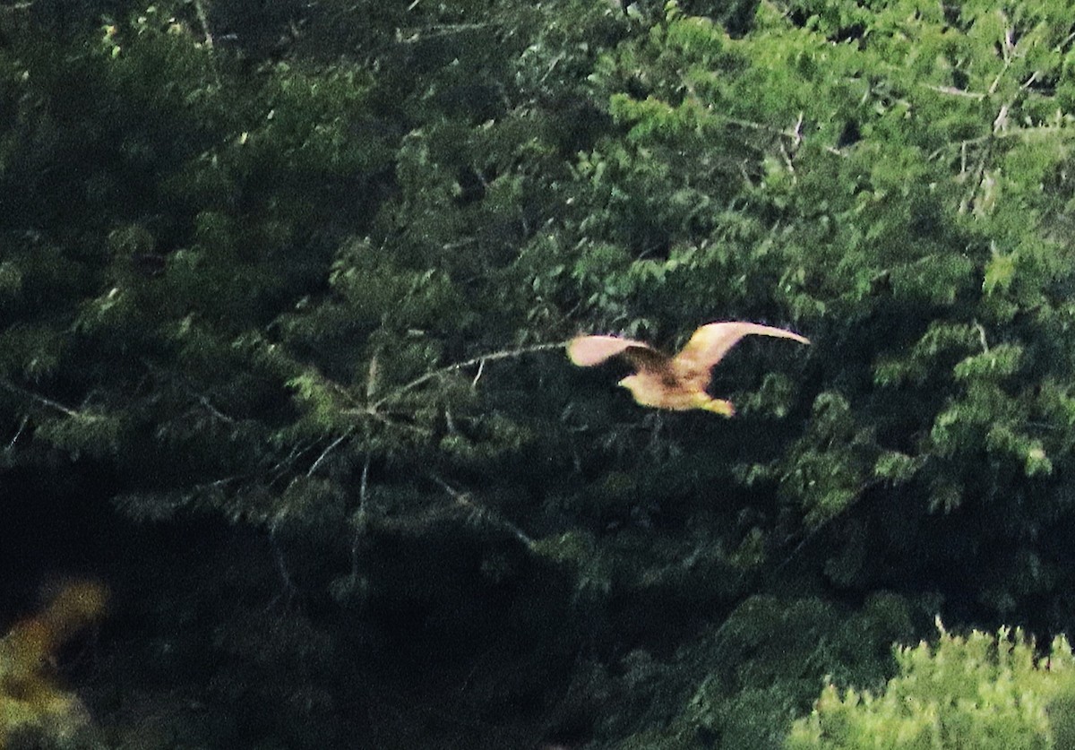 Eurasian Bittern - ML640377108