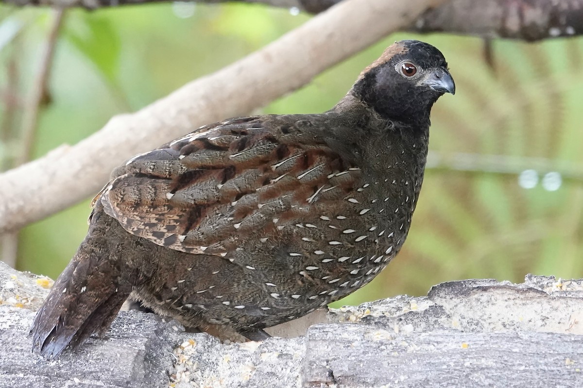 Black-fronted Wood-Quail - ML640377153