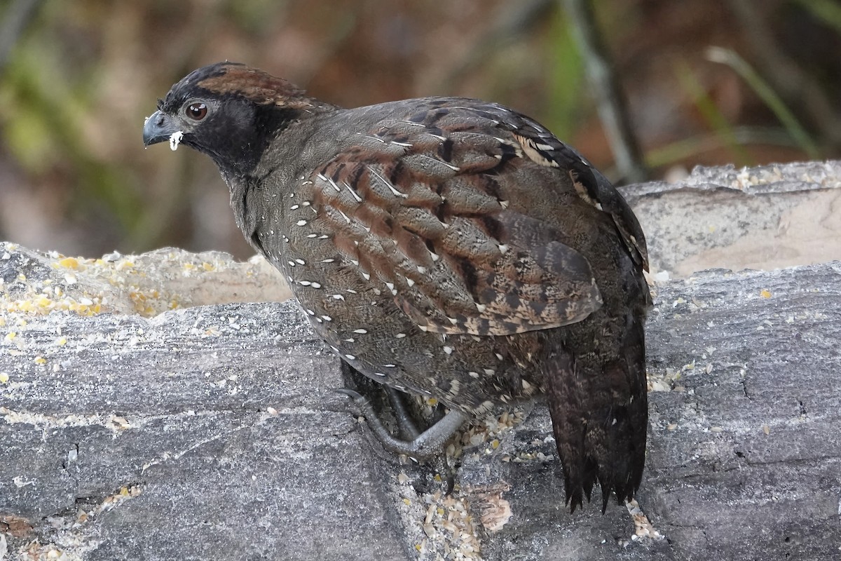 Black-fronted Wood-Quail - ML640377154